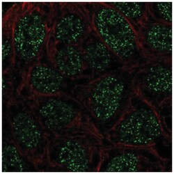 RTP4 Antibody, Novus Biologicals:Antibodies:Primary Antibodies