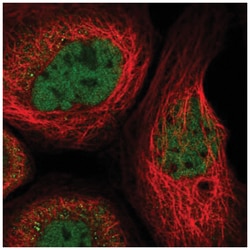 RUNX1/CBFA2 Antibody, Novus Biologicals:Antibodies:Primary Antibodies