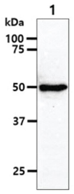 RUVBL1 Mouse anti-Human, Clone: 1D6, Novus Biologicals 50&mu;L; Unlabeled:Antibodies,