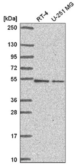RUVBL2 Antibody, Novus Biologicals:Antibodies:Primary Antibodies