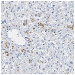 S Opsin Antibody, Novus Biologicals:Antibodies:Primary Antibodies