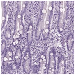 S-arrestin Antibody, Novus Biologicals 25 &mu;L:Antibodies, Polyclonal