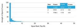 S100A1 Mouse anti-Human, Clone: S100A1/1942, Novus Biologicals:Antibodies:Primary