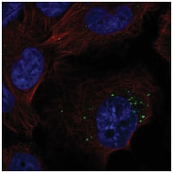 S1P1/EDG-1 Antibody, Novus Biologicals:Antibodies:Primary Antibodies