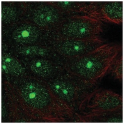 SAP102 Antibody, Novus Biologicals 25 &mu;L; Unlabeled:Antibodies, Polyclonal