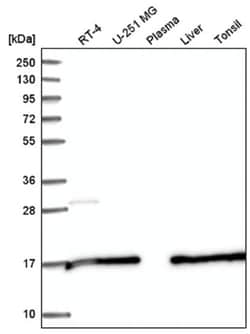 SAP30L Antibody, Novus Biologicals 25 &mu;L, Unlabeled:Anticuerpos