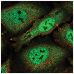 SCAF1 Antibody, Novus Biologicals:Antibodies:Primary Antibodies