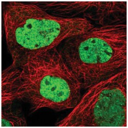SCAF11/SFRS2IP Antibody, Novus Biologicals:Antibodies:Primary Antibodies