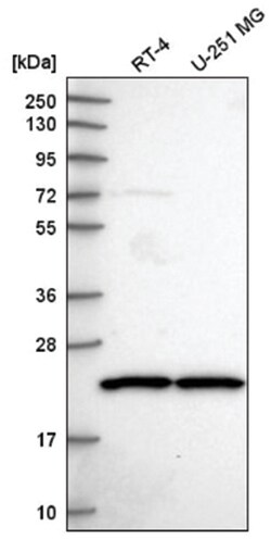 SCAND1 Antibody, Novus Biologicals:Antibodies:Primary Antibodies