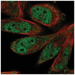SCAPER Antibody, Novus Biologicals 25 &mu;L, Unlabeled:Antibodies, Polyclonal