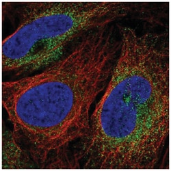 SCARA3 Antibody, Novus Biologicals:Antibodies:Primary Antibodies