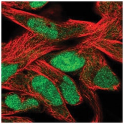 Schlafen 11 Antibody, Novus Biologicals 100&mu;L; Unlabeled:Antibodies,