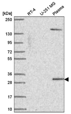 SCML1 Antibody, Novus Biologicals:Antibodies:Primary Antibodies