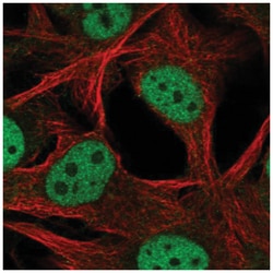 SCML4 Antibody, Novus Biologicals:Antibodies:Primary Antibodies