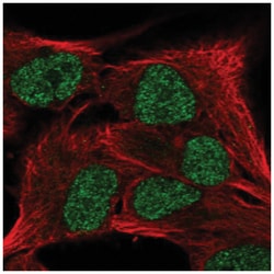 SCML4 Antibody, Novus Biologicals 100&mu;L; Unlabeled:Antibodies, Polyclonal
