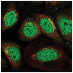 SCOC Antibody, Novus Biologicals:Antibodies:Primary Antibodies