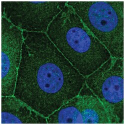 Scribble Antibody, Novus Biologicals 100&mu;L; Unlabeled:Antibodies, Polyclonal
