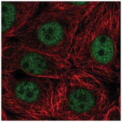 SCRT2 Antibody, Novus Biologicals 25 &mu;L:Antibodies, Polyclonal