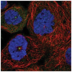 SDCCAG8 Antibody, Novus Biologicals 25 &mu;L, Unlabeled:Antibodies, Polyclonal