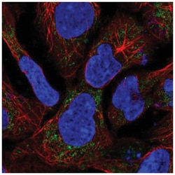 SDH Assembly Factor 1 Antibody, Novus Biologicals 25 &mu;L, Unlabeled:Antibodies,