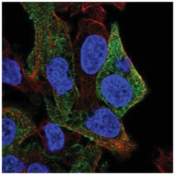 SDPR Antibody, Novus Biologicals 25 &mu;L, Unlabeled:Antibodies, Polyclonal