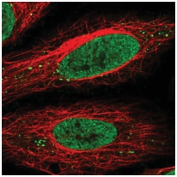 SEC13 Antibody, Novus Biologicals:Antibodies:Primary Antibodies