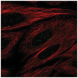 SEC14L4 Antibody, Novus Biologicals 25 &mu;L, Unlabeled:Antibodies, Polyclonal