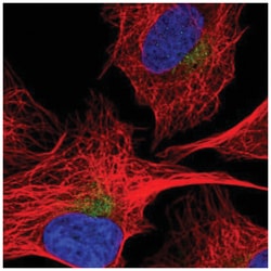SEC22C Antibody, Novus Biologicals:Antibodies:Primary Antibodies