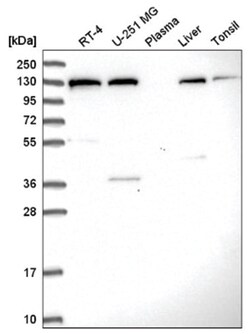 SEC23IP Antibody, Novus Biologicals 25 &mu;L, Unlabeled:Antibodies, Polyclonal
