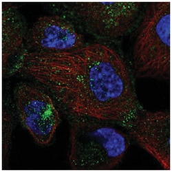 SEC24D Antibody, Novus Biologicals 25 &mu;L:Antibodies, Polyclonal
