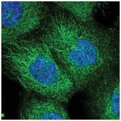 SEC3 Antibody, Novus Biologicals 100&mu;L; Unlabeled:Antibodies, Polyclonal