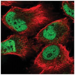 SEL1L3 Antibody, Novus Biologicals 25 &mu;L | Buy Online | Novus Biologicals | Fisher Scientific