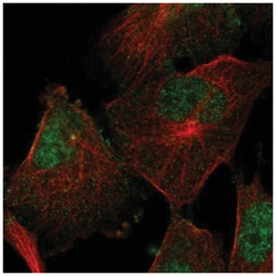 Semaphorin 4F Antibody, Novus Biologicals 100&mu;L; Unlabeled:Antibodies,