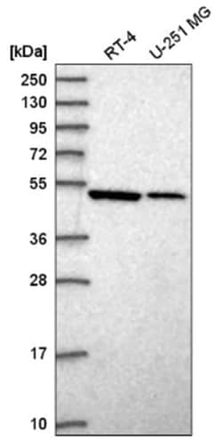 Septin-10 Antibody, Novus Biologicals:Antibodies:Primary Antibodies