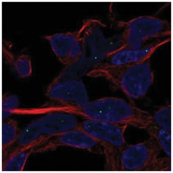 SERF1A Antibody, Novus Biologicals 25 &mu;L, Unlabeled:Antibodies, Polyclonal