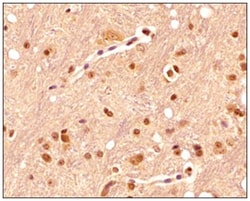 Serotonin Antibody (YC5/45) - BSA Free, Novus Biologicals 0.025mL; Unlabeled:Antibodies,