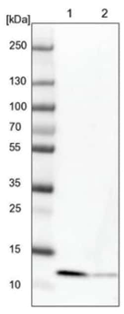 SERP1 Antibody, Novus Biologicals:Antibodies:Primary Antibodies