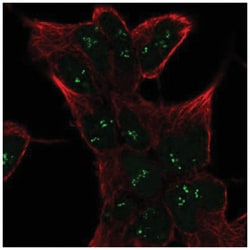 SESN1 Antibody, Novus Biologicals 100&mu;L; Unlabeled:Antibodies, Polyclonal