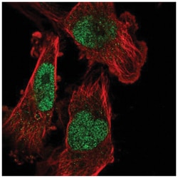 SETDB1 Antibody, Novus Biologicals:Antibodies:Primary Antibodies