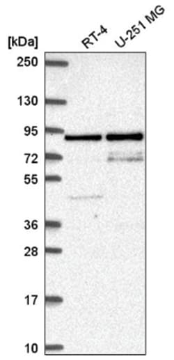 SFMBT1 Antibody, Novus Biologicals:Antibodies:Primary Antibodies