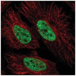 SFRS12 Antibody, Novus Biologicals 25 &mu;L, Unlabeled:Antibodies, Polyclonal