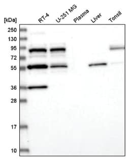 SFRS12 Antibody, Novus Biologicals 25 &mu;L:Antibodies, Polyclonal