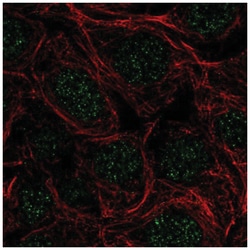 SFRS5 Antibody, Novus Biologicals:Antibodies:Primary Antibodies