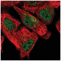 SFXN5 Antibody, Novus Biologicals:Antibodies:Primary Antibodies