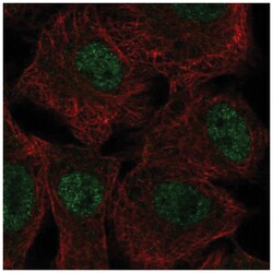 SGK2 Antibody, Novus Biologicals:Antibodies:Primary Antibodies