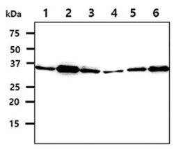 SGTA Mouse anti-Human, Clone: 1.90E+09, Novus Biologicals 50&mu;L; Unlabeled:Antikroppar
