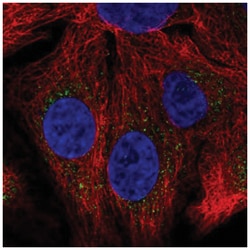 SH2B1 Antibody, Novus Biologicals 100&mu;L; Unlabeled:Antibodies, Polyclonal