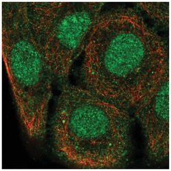 SH3D21 Antibody, Novus Biologicals:Antibodies:Primary Antibodies