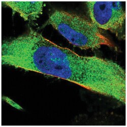 SH3PX1 Antibody, Novus Biologicals 100&mu;L; Unlabeled:Antibodies, Polyclonal