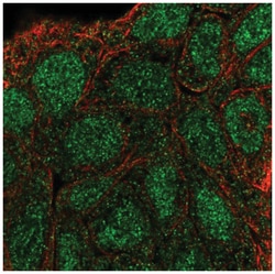 SHC3 Antibody, Novus Biologicals 100 &mu;L | Buy Online | Novus Biologicals | Fisher Scientific